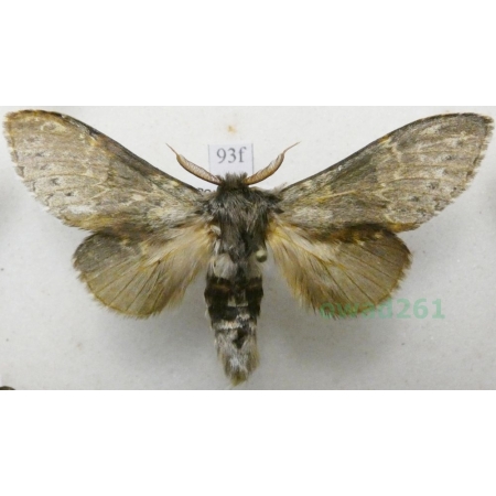 Stauropus fagi (Linnaeus, 1758) male Potwora buczynówka Czech93f